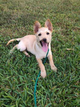 Rescue Chow Chow Dogs for Adoption in New York, New York - Barrett TX | PetCurious
