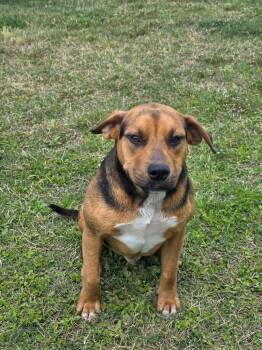 Mixed Breed Dogs Available for Adoption in Metter, Georgia - Fox | PetCurious