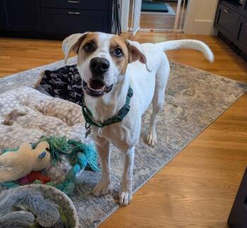 Mae - FOSTER NEEDED -  Labrador Retriever Dog for Adoption in Seattle, Washington - Mae - FOSTER NEEDED | PetCurious