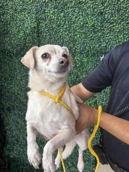 Chihuahua and Mixed Breed Dogs Available for Adoption in El Paso, Texas - Slurpy | PetCurious