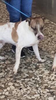 Rescue Labrador Retriever Dogs for Adoption in Wartrace, Tennessee - Finn | PetCurious