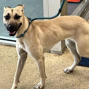 GIGI -  German Shepherd Dog and Mixed Breed Dog Available for Adoption in St. Louis, Missouri - GIGI | PetCurious