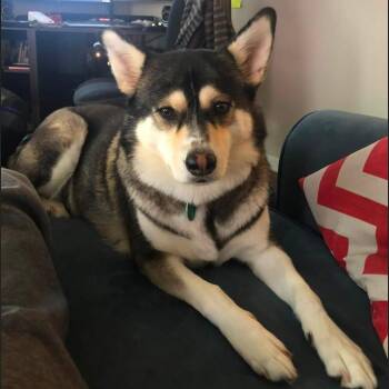 Luna -  Siberian Husky and Mixed Breed Dog for Adoption in Fairfax, Virginia - Luna | PetCurious