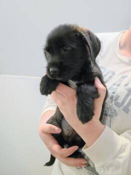 Terrier and Mixed Breed Dogs Available for Adoption in Beatrice, Nebraska - Tulsa | PetCurious