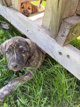 Mixed Breed Dogs Available for Adoption in Saskatoon, Saskatchewan - Breeze | PetCurious