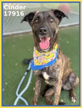 Dutch Shepherd and Belgian Shepherd Malinois Dogs Available for Adoption - CINDER | PetCurious