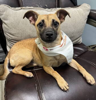 Rescue Terrier and Chihuahua Dogs for Adoption in Columbia, Tennessee - RosiePosie | PetCurious