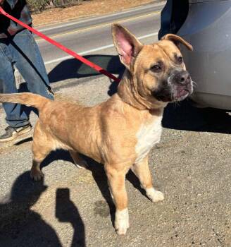 Rescue Boxer and Shepherd Dogs for Adoption in Ventura, California - Billy | PetCurious