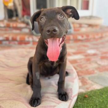 Gelato -  Chocolate Labrador Retriever and Pit Bull Terrier Dog for Adoption in Los Angeles, California - Gelato | PetCurious
