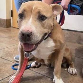 Cinnamon -  Mixed Breed Dog for Adoption in Green Valley, Arizona - Cinnamon | PetCurious