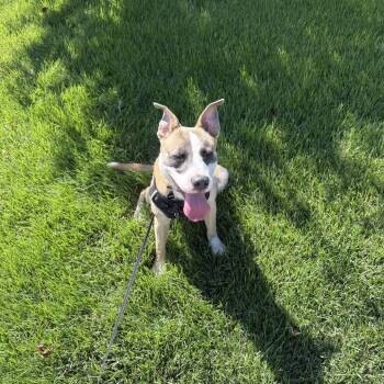 Zorro -  Bull Terrier and Basenji Dog for Adoption - Zorro | PetCurious