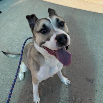 Jasper -  Mixed Breed Dog for Adoption in Falls Church, Virginia - Jasper | PetCurious