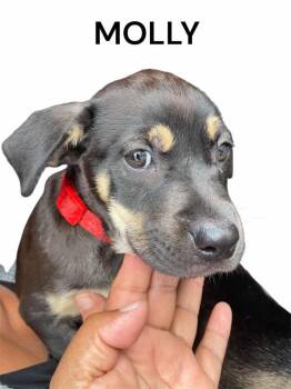 Rescue Shepherd Dogs for Adoption in Puyallup, Washington - Molly | PetCurious