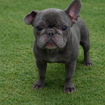 French Bulldog Dogs Available for Adoption in Las Vegas, Nevada - Lilac | PetCurious
