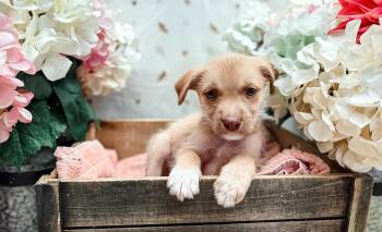 Butternut Squash -  Terrier Dog for Adoption in Newberg, Oregon - Butternut Squash | PetCurious