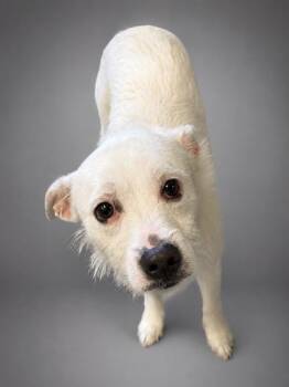 Draven -  Terrier and Mixed Breed Dog for Adoption in Bowling Green, Kentucky - Draven | PetCurious