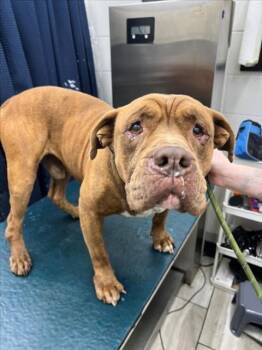 Mastiff and Mixed Breed Dogs Available for Adoption - MAX | PetCurious