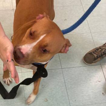 Jewlez -  Mixed Breed Dog for Adoption in Philadelphia, Pennsylvania - Jewlez | PetCurious