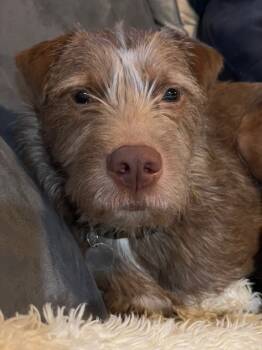 Rescue German Shorthaired Pointer Dogs for Adoption - Shio | PetCurious