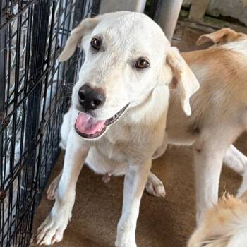 Beethoven -  Great Pyrenees Dog for Adoption in Lake Jackson, Texas - Beethoven | PetCurious