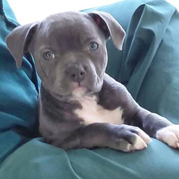 Pug and Pit Bull Terrier Dogs Available for Adoption - Bonsai | PetCurious