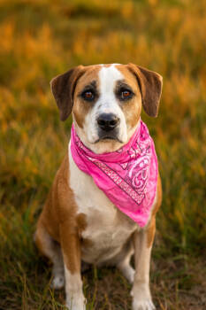 Rescue Hound Dogs for Adoption in Dickson, Tennessee - Starla | PetCurious