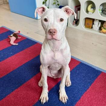 American Staffordshire Terrier and Mixed Breed Dogs Available for Adoption in New York, New York - Solara | PetCurious