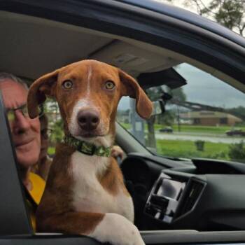 Pumpkin -  Mixed Breed Dog for Adoption in Volcano, Hawaii - Pumpkin | PetCurious