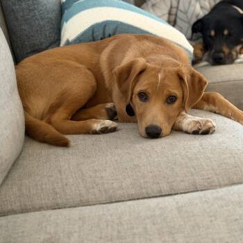 Labrador Retriever and Collie Dogs Available for Adoption - Archer | PetCurious