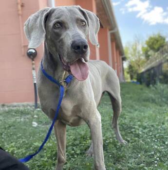 Max -  Weimaraner Dog for Adoption in Dallas, Texas - Max | PetCurious