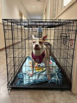 Piwi* -  Pit Bull Terrier Dog for Adoption in Austin, Texas - Piwi* | PetCurious