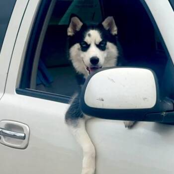 Rescue Siberian Husky Dogs for Adoption in Athens, Alabama - Luna | PetCurious