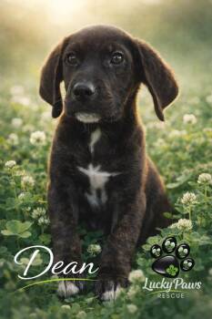 Labrador Retriever and Hound Dogs Available for Adoption - Supernatural Crew - Dean | PetCurious