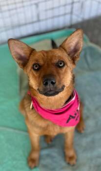 Ulica Mariackal -  Australian Cattle Dog Blue Heeler and Retriever Dog for Adoption in Fort Lupton, Colorado - Ulica Mariackal | PetCurious