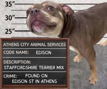 EDISON -  Staffordshire Bull Terrier Dog for Adoption in Athens, Alabama - EDISON | PetCurious