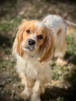 Cocker Spaniel Dogs Available for Adoption - Rudolph | PetCurious