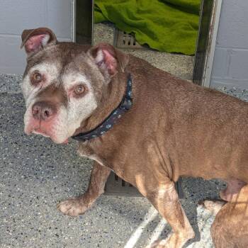 Pit Bull Terrier and Mixed Breed Dogs Available for Adoption in Charlottesville, Virginia - Buddy | PetCurious