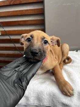 SASHA -  Mixed Breed Dog for Adoption in Dallas, Texas - SASHA | PetCurious