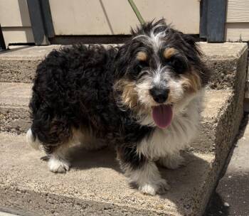 Aussiedoodle Dogs Available for Adoption in Plano, Texas - Dipps | PetCurious