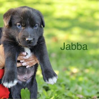 Shepherd Dogs Available for Adoption in Columbia, South Carolina - Jabba | PetCurious