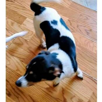 Selma -  Chihuahua Dog for Adoption - Selma | PetCurious