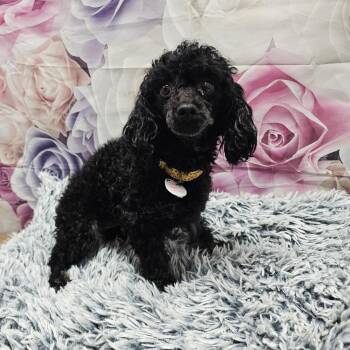 Poodle Dogs Available for Adoption - Bae | PetCurious