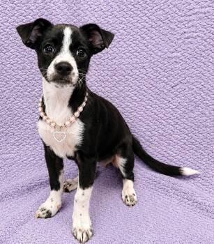 Samantha -  Chiweenie Dog for Adoption in Lodi, California - Samantha | PetCurious
