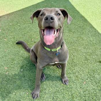 Daniel -  Pit Bull Terrier Dog for Adoption in Agoura Hills, California - Daniel | PetCurious