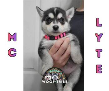  -  Siberian Husky Dog Available for Adoption in Missoula, Montana | PetCurious