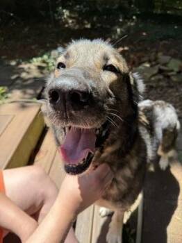 KAYLA -  German Shepherd Dog and Mixed Breed Dog for Adoption in Atlanta, Georgia - KAYLA | PetCurious