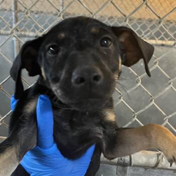 Shepherd and Terrier Dogs Available for Adoption in Edinburg, Texas - Caius | PetCurious
