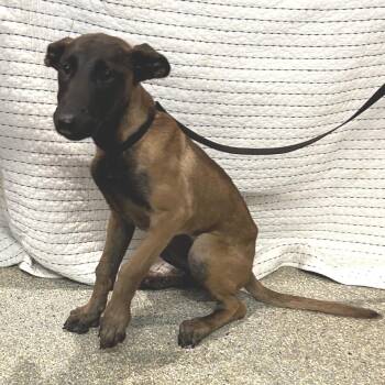 IVHS-Stray-142371 -  Belgian Shepherd Malinois Dog for Adoption in San Gabriel, California - IVHS-Stray-142371 | PetCurious