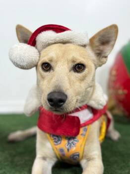Fonzie-One of our Amazing Rescue Dogs -  Carolina Dog and Basenji Dog for Adoption in Carlsbad, California - Fonzie-One Of Our Amazing Rescue Dogs | PetCurious