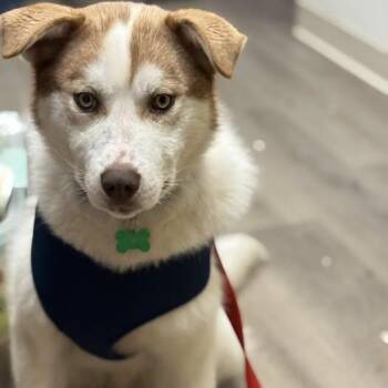 Husky Dogs Available for Adoption in Anchorage, Alaska - Rugere | PetCurious